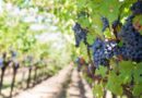 Belchim z ofertą dla producentów winorośli