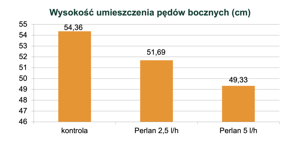 perlan pędy boczne