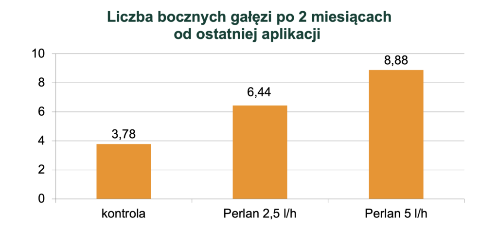 perlan rozgałęzianie