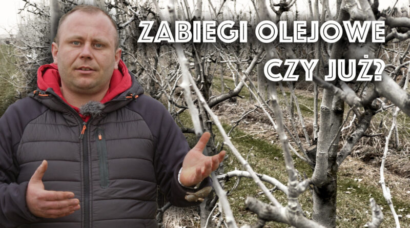 zabieg olejowy kiedy wykonac