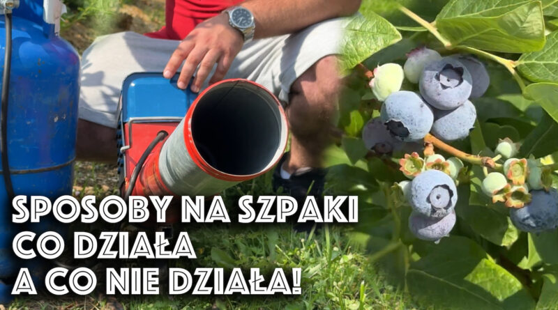 co dziala na szpaki