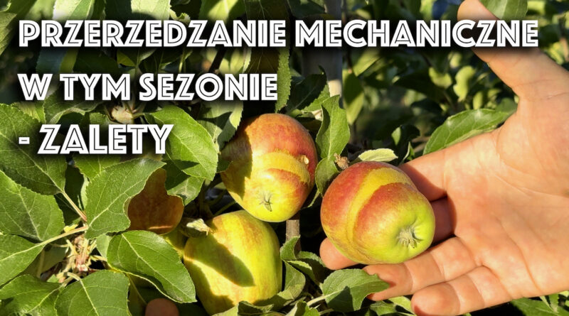 plusy mechanicznego przerzedzania