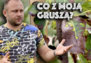 co się dzieje z gruszami