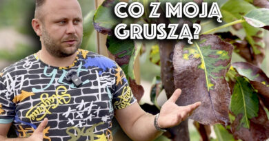 co się dzieje z gruszami