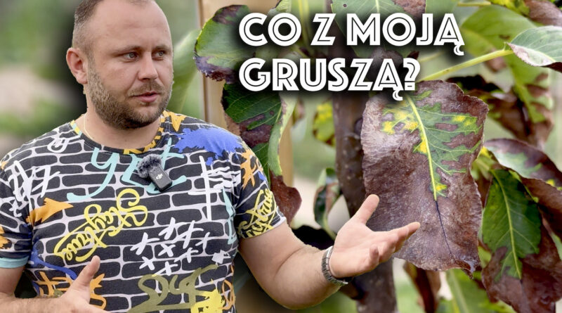 co się dzieje z gruszami