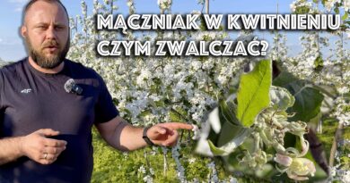Czym zwalczać mączniaka w okresie kwitnienia