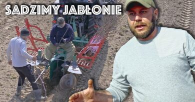 sadzenie jabłoni