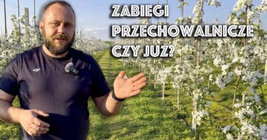 zabiegi przechowalnicze w pełni kwitnienia