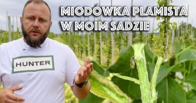 miodówka gruszowa plamista