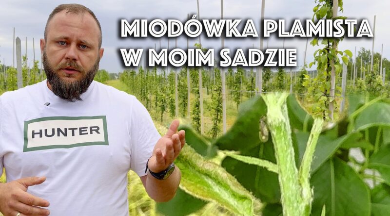 miodówka gruszowa plamista