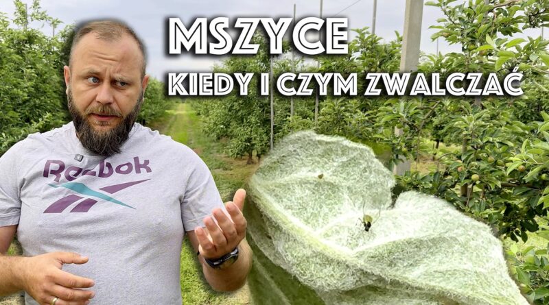jak zwalczać mszyce w sadzie